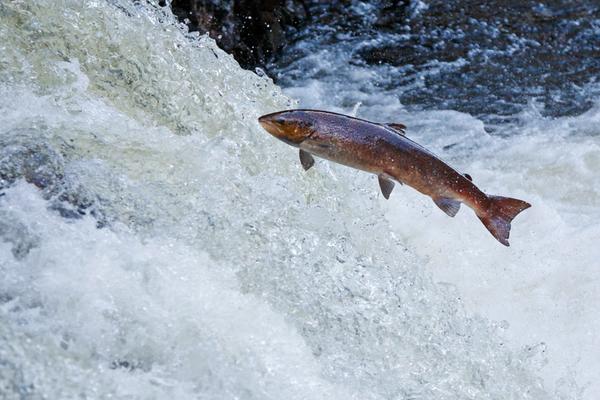 Un saumon de l'Atlantique qui saute en dehors d'une rivière