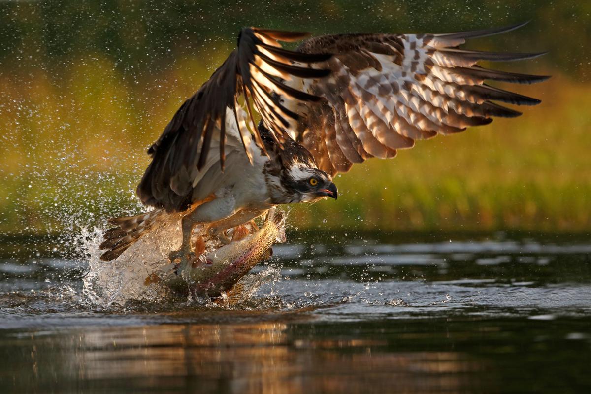 Águila pescadora acechando sobre el agua.