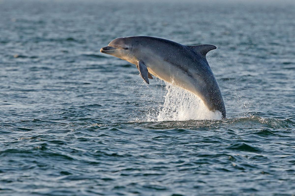 Bottlenose dolphin © Neil McIntyre