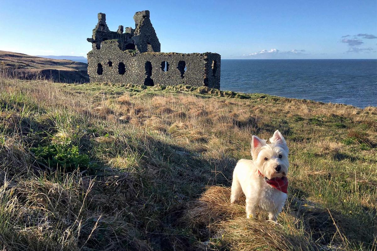 A white west Highland terrier stands infront of the ruins of a castle, with sea in the background.