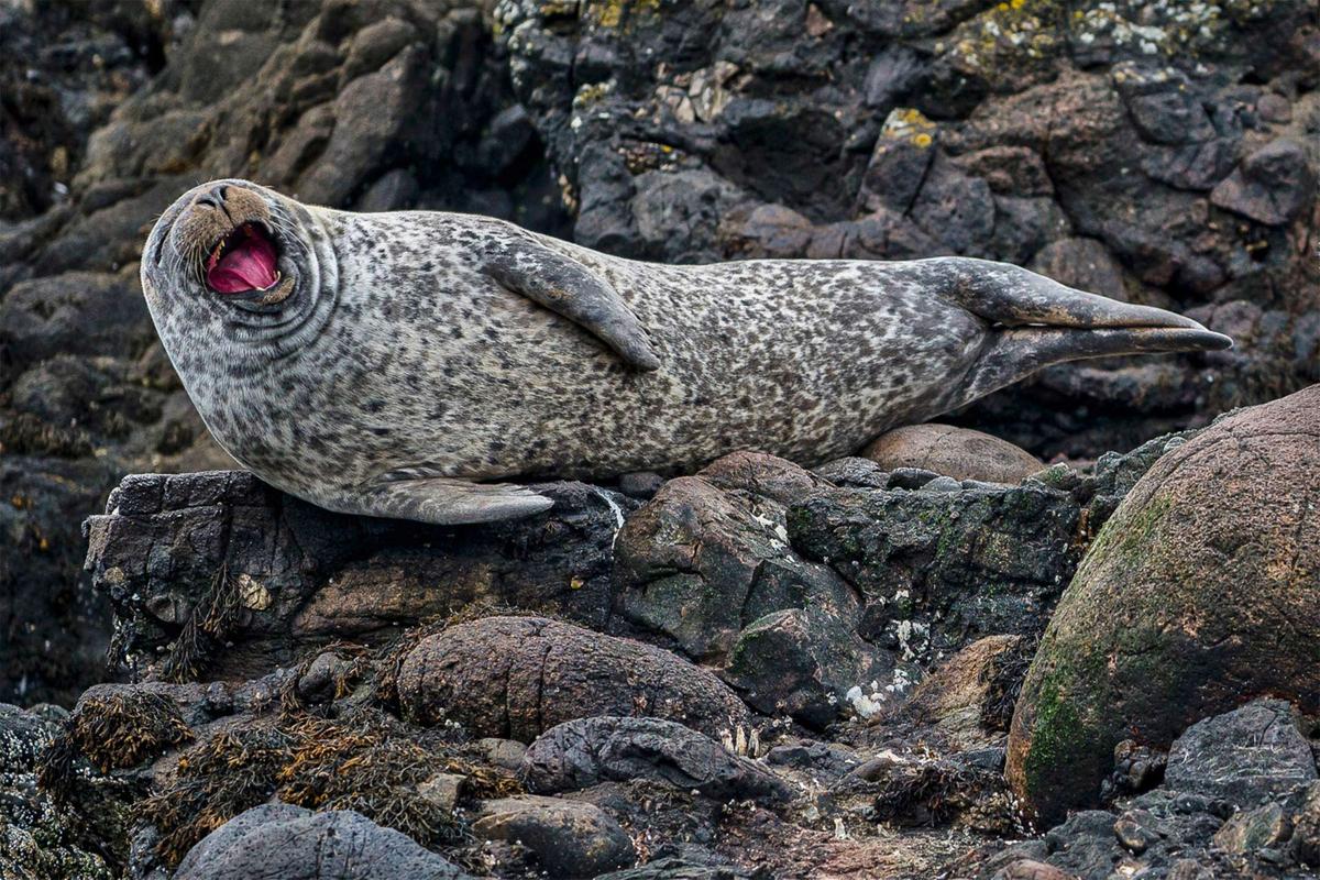 A seal lies against a rock in Oban