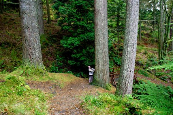 Ancienne forêt de Puck's Glen dans le parc forestier de l'Argyll © Parc national du Loch Lomond et des Trossachs