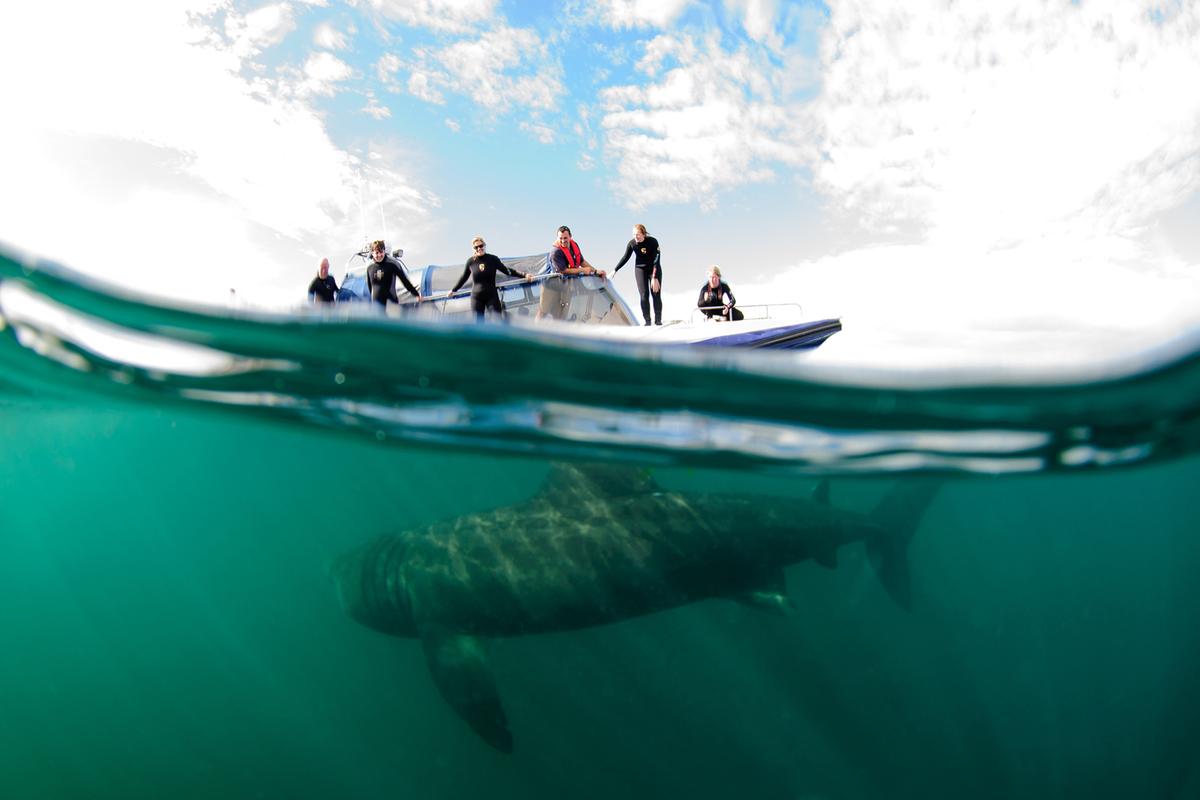 Basking shark @ Shane Wasik, Basking Shark Scotland