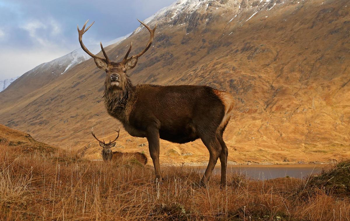 Wildlife in Scotland & Native Scottish Animals | VisitScotland